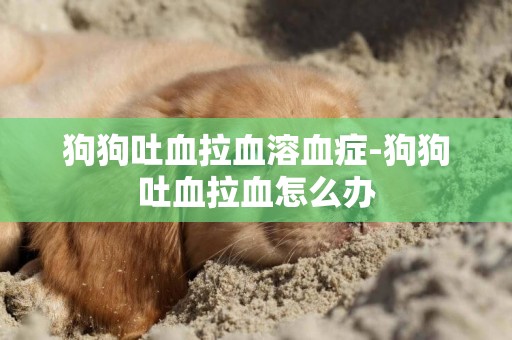 狗狗吐血拉血溶血癥-狗狗吐血拉血怎么辦