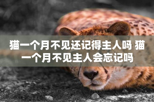 貓一個月不見還記得主人嗎 貓一個月不見主人會忘記嗎