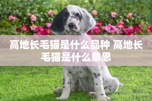 高地長毛貓是什么品種 高地長毛貓是什么意思