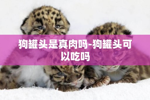 狗罐頭是真肉嗎-狗罐頭可以吃嗎