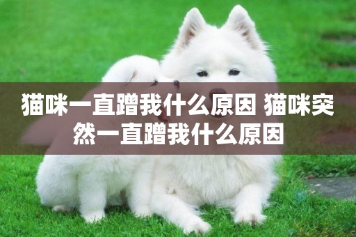 貓咪一直蹭我什么原因 貓咪突然一直蹭我什么原因