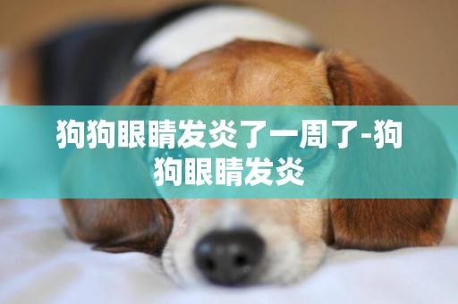 狗狗眼睛發炎了一周了-狗狗眼睛發炎