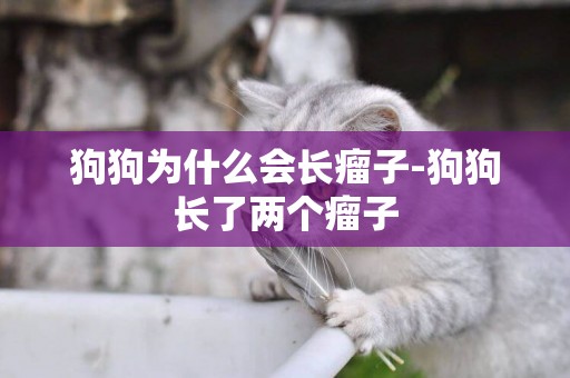 狗狗為什么會長瘤子-狗狗長了兩個瘤子