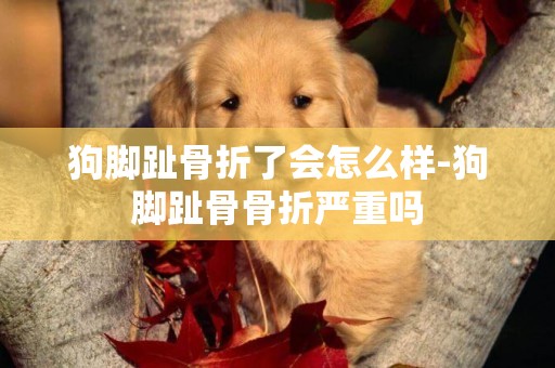 狗腳趾骨折了會怎么樣-狗腳趾骨骨折嚴重嗎