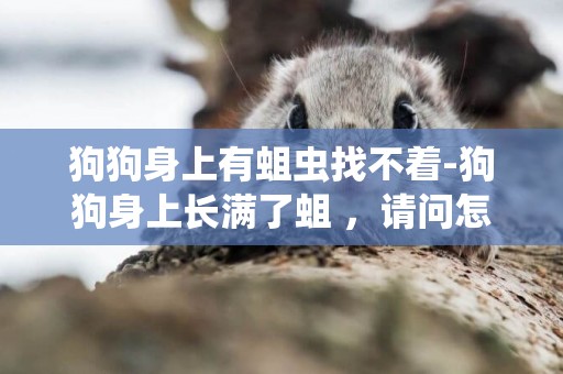 狗狗身上有蛆蟲找不著-狗狗身上長滿了蛆 ，請問怎樣救