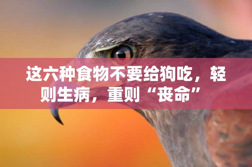 這六種食物不要給狗吃，輕則生病，重則“喪命” 