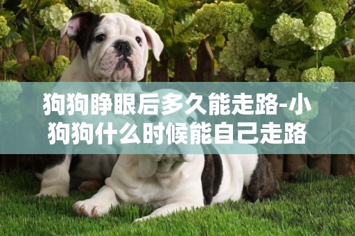 狗狗睜眼后多久能走路-小狗狗什么時候能自己走路