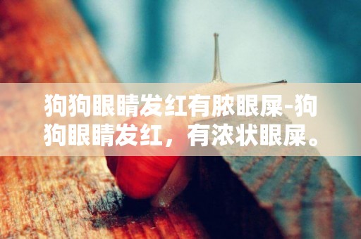 狗狗眼睛發紅有膿眼屎-狗狗眼睛發紅，有濃狀眼屎。但是不發燒。