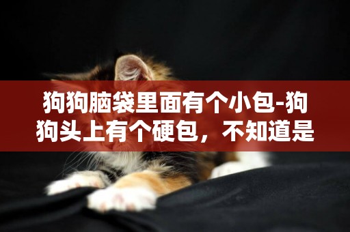 狗狗腦袋里面有個小包-狗狗頭上有個硬包，不知道是什么！