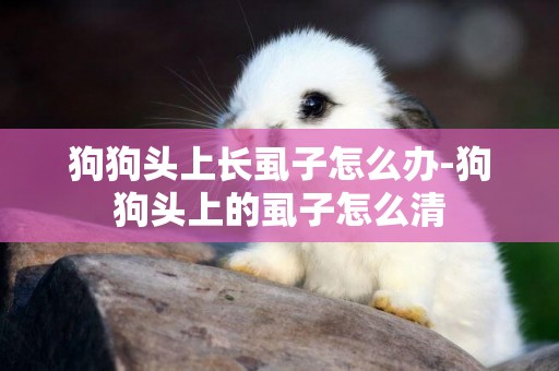 狗狗頭上長虱子怎么辦-狗狗頭上的虱子怎么清