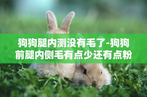 狗狗腿內測沒有毛了-狗狗前腿內側毛有點少還有點粉紅粉紅的