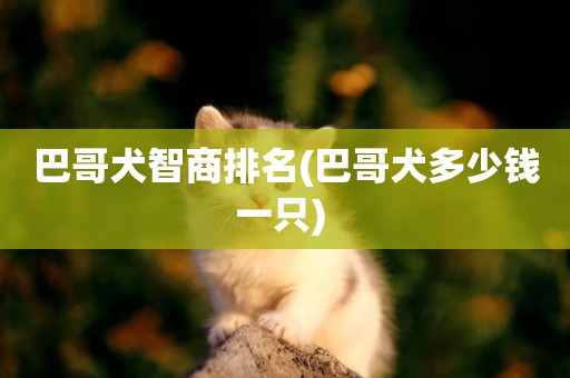 巴哥犬智商排名(巴哥犬多少錢一只) 