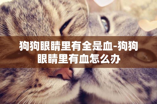 狗狗眼睛里有全是血-狗狗眼睛里有血怎么辦