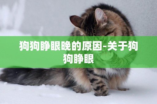 狗狗睜眼晚的原因-關于狗狗睜眼