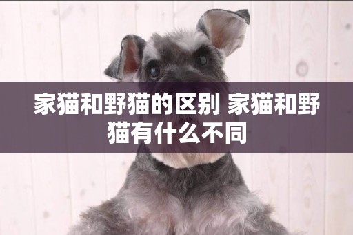 家貓和野貓的區別 家貓和野貓有什么不同