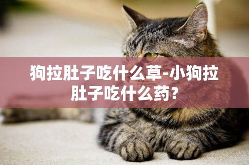 狗拉肚子吃什么草-小狗拉肚子吃什么藥？