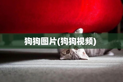 狗狗圖片(狗狗視頻) 