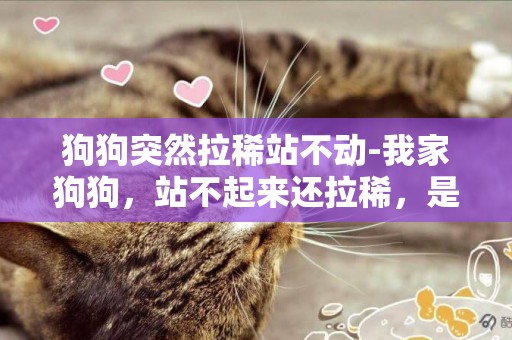狗狗突然拉稀站不動-我家狗狗，站不起來還拉稀，是啥問題，應該吃點什么藥？