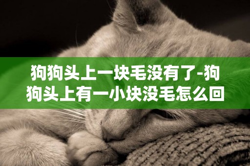 狗狗頭上一塊毛沒有了-狗狗頭上有一小塊沒毛怎么回事是螨蟲嗎