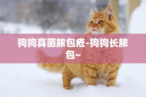 狗狗真菌膿包瘡-狗狗長膿包~