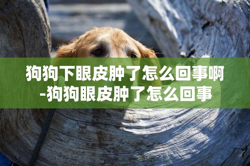 狗狗下眼皮腫了怎么回事啊-狗狗眼皮腫了怎么回事