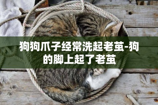 狗狗爪子經常洗起老繭-狗的腳上起了老繭