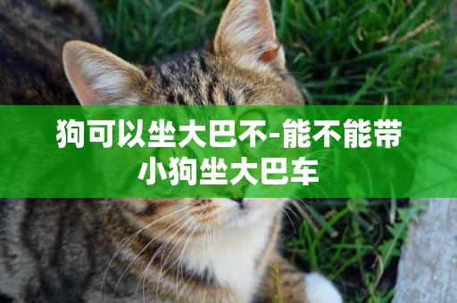 狗可以坐大巴不-能不能帶小狗坐大巴車