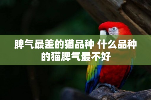 脾氣最差的貓品種 什么品種的貓脾氣最不好