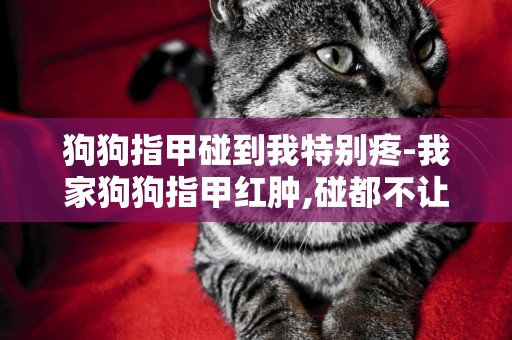 狗狗指甲碰到我特別疼-我家狗狗指甲紅腫,碰都不讓碰怎么回事