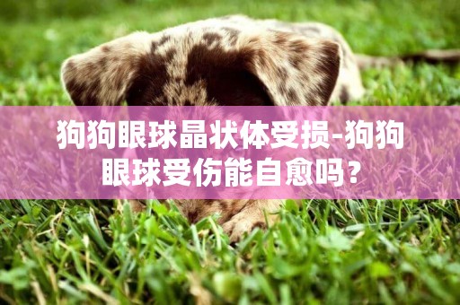狗狗眼球晶狀體受損-狗狗眼球受傷能自愈嗎？