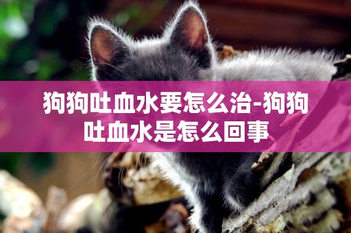 狗狗吐血水要怎么治-狗狗吐血水是怎么回事