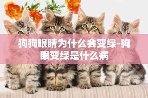 狗狗眼睛為什么會變綠-狗眼變綠是什么病