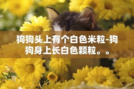 狗狗頭上有個白色米粒-狗狗身上長白色顆粒。。