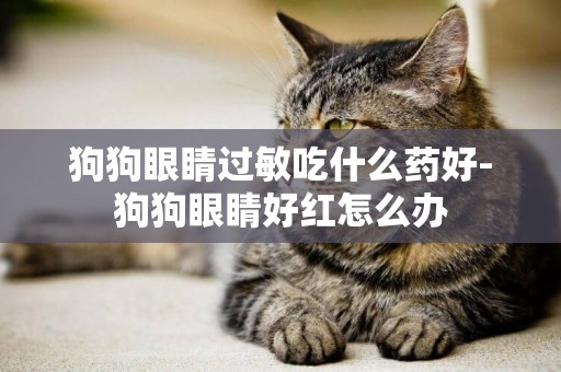 狗狗眼睛過敏吃什么藥好-狗狗眼睛好紅怎么辦
