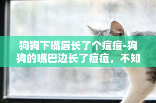 狗狗下嘴唇長了個痘痘-狗狗的嘴巴邊長了痘痘，不知道是什么