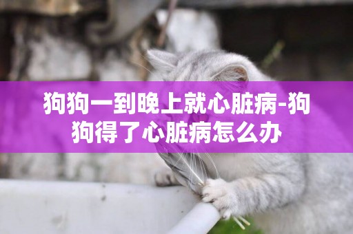 狗狗一到晚上就心臟病-狗狗得了心臟病怎么辦