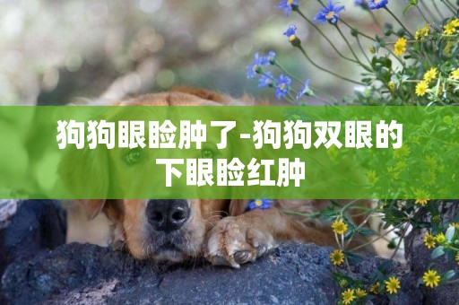 狗狗眼瞼腫了-狗狗雙眼的下眼瞼紅腫
