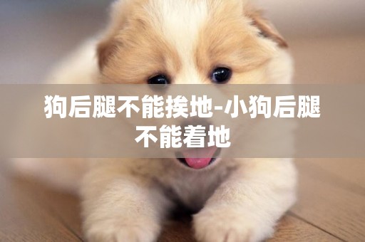 狗后腿不能挨地-小狗后腿不能著地