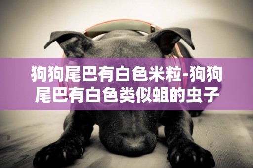 狗狗尾巴有白色米粒-狗狗尾巴有白色類似蛆的蟲子