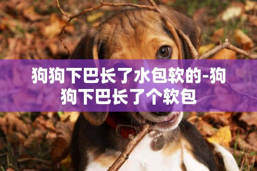 狗狗下巴長了水包軟的-狗狗下巴長了個軟包