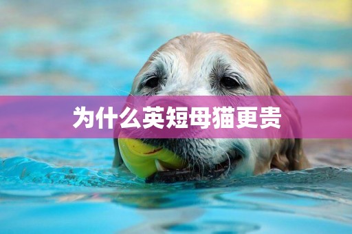 為什么英短母貓更貴