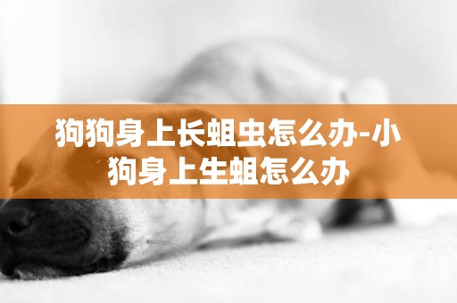 狗狗身上長蛆蟲怎么辦-小狗身上生蛆怎么辦