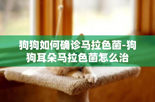 狗狗如何確診馬拉色菌-狗狗耳朵馬拉色菌怎么治