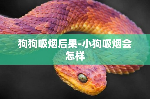 狗狗吸煙后果-小狗吸煙會怎樣