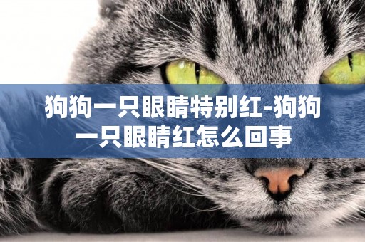 狗狗一只眼睛特別紅-狗狗一只眼睛紅怎么回事