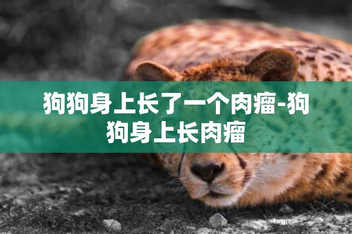 狗狗身上長了一個肉瘤-狗狗身上長肉瘤
