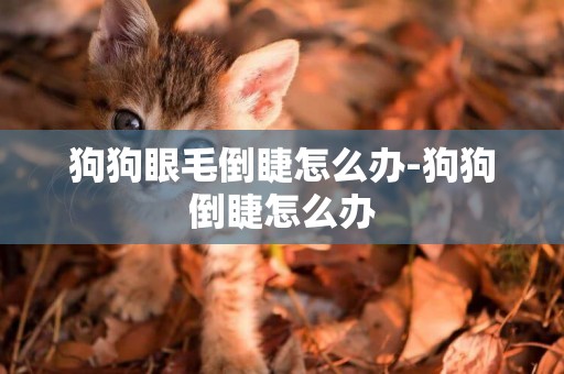 狗狗眼毛倒睫怎么辦-狗狗倒睫怎么辦
