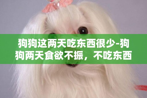 狗狗這兩天吃東西很少-狗狗兩天食欲不振，不吃東西？