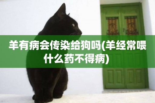 羊有病會傳染給狗嗎(羊經常喂什么藥不得病) 