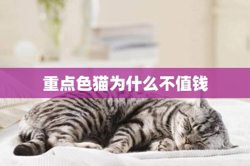 重點色貓為什么不值錢